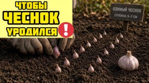 Озимый чеснок. КАК ПОСАДИТЬ ЧЕСНОК ОСЕНЬЮ?