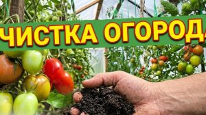 ФИТОФТОРА что делать УЖЕ В ВАШЕЙ ЗЕМЛЕ! Не спите одна простая обработка — и урожай спасён.