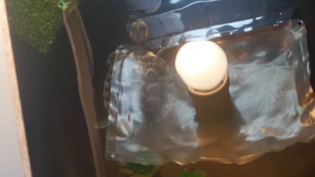То самое, что по расписанию, а война войной - красноухая черепашка Манго!