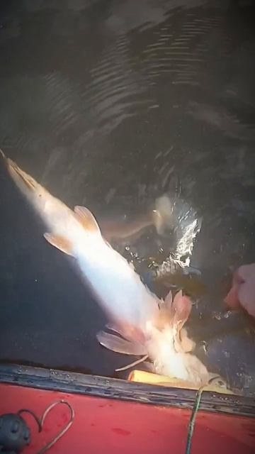 рыбалка 🎣 на реке
