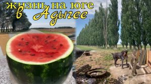 Адыгея/ Жизнь на хуторе/ Пришла пора/ В поисках арбуза/ Рэй осваивает территорию/ 15.08.2026