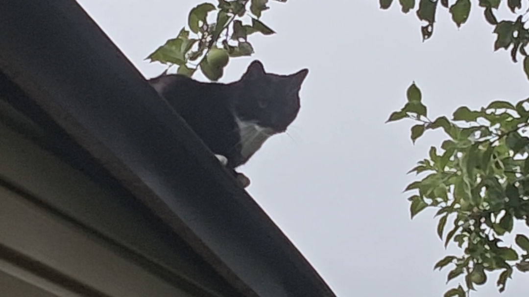 19-08-2026.Дача.Спасение Шурика😺Подарили хосту и  черенки туи.