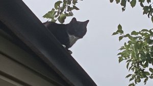 19-08-2026.Дача.Спасение Шурика😺Подарили хосту и  черенки туи.
