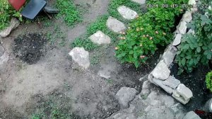 14,15 августа 2024г.Мой дом.Домашние заотовки.Опять коровы.Заделала дыру в стене.
