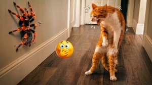 Кошки устраивают хаос 😂 | Смешные моменты с кошками и дикими животными 2026 года. Смешные видео