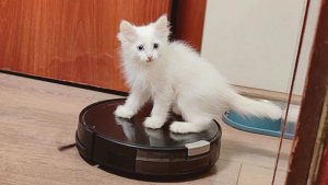 Котенок Микки и робот-пылесос. Часть 3