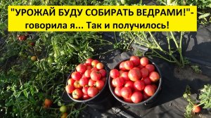 Томат Малиновая Ляна дает стабильный урожай в любую погоду! Дегустация 2026 года