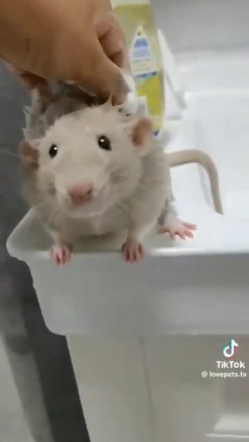 🐀❤️💧😁
