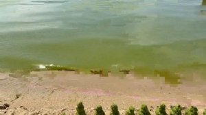 На пляжах Анапы туристов камка не смущает
