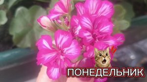 ПОЗДРАВЛЯЮ ВАС С НАЧАЛОМ НОВОЙ НЕДЕЛИ. ПУСТЬ ВИДЕО ВАМ БУДЕТ ПО НРАВУ. УДАЧИ 👍.