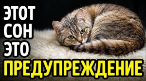 Если Ваша Кошка Спит Так… Это Может Быть ТРЕВОЖНЫМ СИГНАЛОМ (Большинство Хозяев Этого Не Замечают)