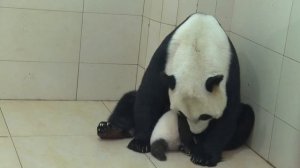🐼Родительский экзамен: в Чэнду подрастает детёныш панды