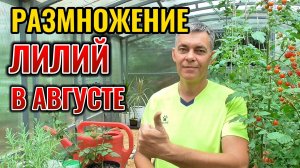 КАК ИЗ ОДНОЙ ЛИЛИИ ВЫРАСТИТЬ ДВАДЦАТЬ БЕЗ ВЫКОПКИ ЛУКОВИЦЫ ВОЗДУШНЫМИ ЛУКОВКАМИ
