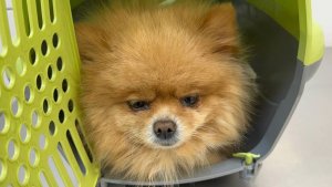 Забираю Донечку домой и все надеемся на скорое выздоровление.