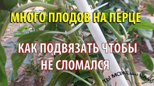 Как подвязать перец на опоре когда много плодов он ломается