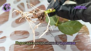 ЧЕРЕНКОВАНИЕ РОЗ ЧАСТЬ 3. ПЕРЕСАДКА УКОРЕНЕННЫХ САЖЕНЦЕВ ИЗ ВЕРМИКУЛИТА В СТАКАНЧИКИ С ГРУНТОМ.