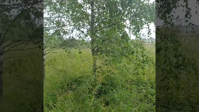д. Лусось 50:18:0040316:725