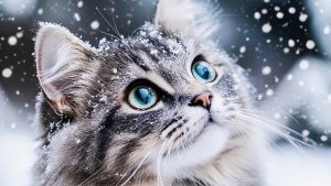 Ну , целуй меня❗️🐾🩶🐾
