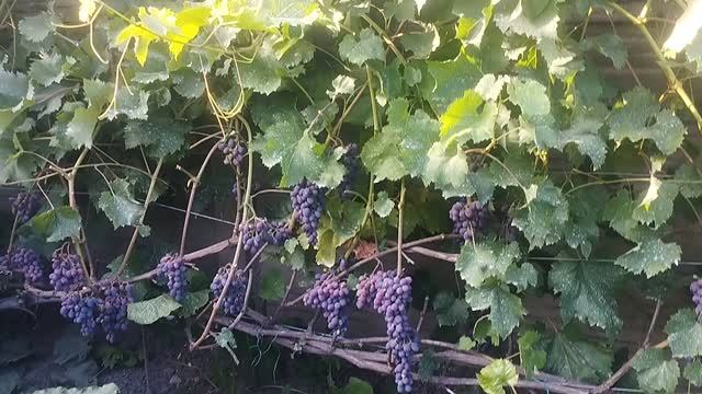Ранние кишмиши Юпитер , Канадис , Цимус .