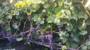 Ранние кишмиши Юпитер , Канадис , Цимус .