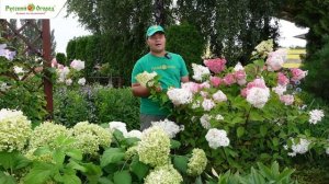 Топ самых частых ошибок, которые вы допускаете при выращивании гортензий 🌸