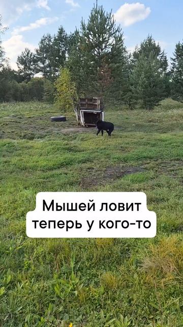 пропала кошка