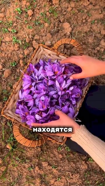 Эта еда стоит дороже золота - Ящерица (1080p)