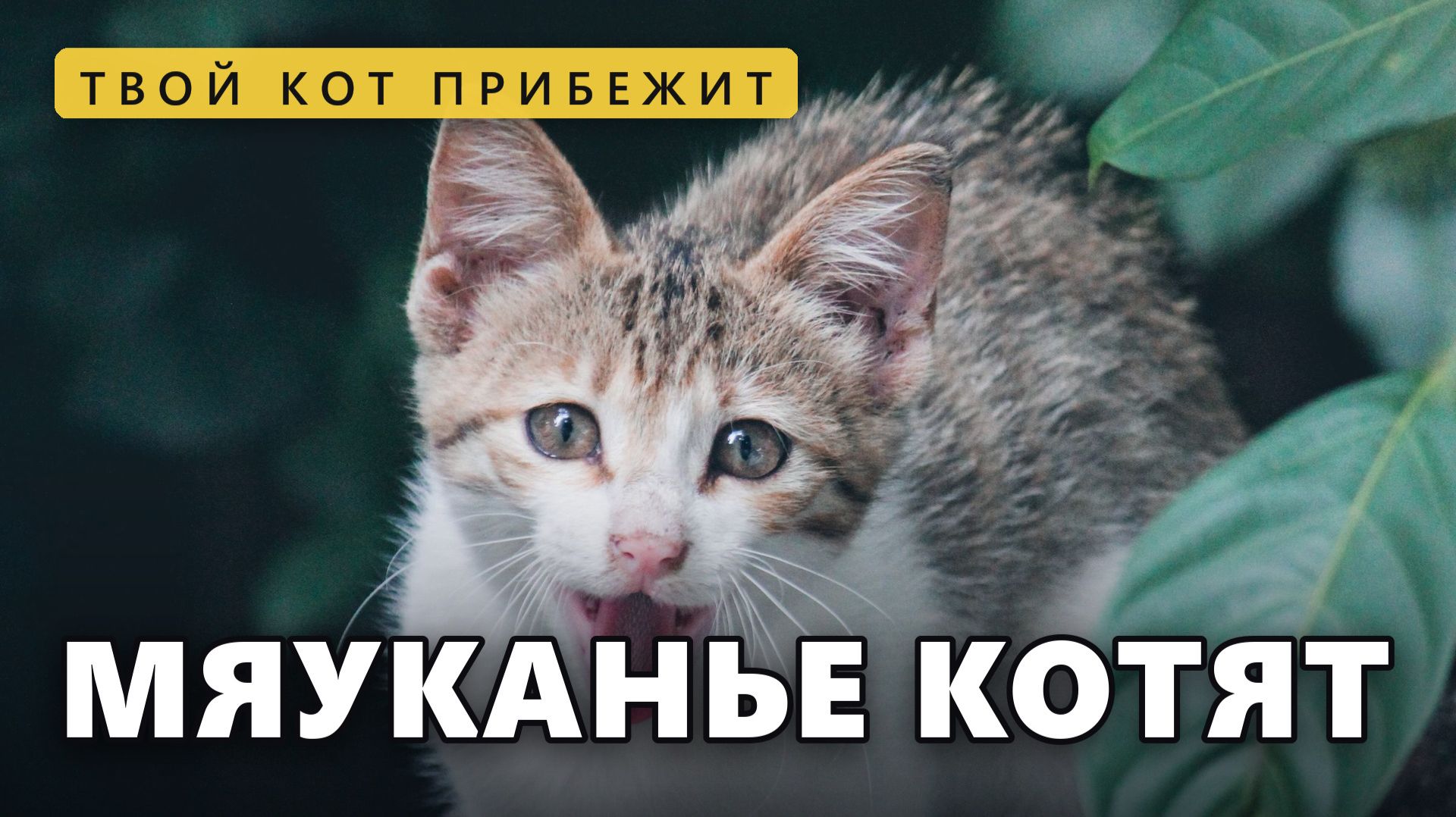 ЗВУКИ КОТЯТ ваш кот прибежит к экрану | мяуканье кошек, 17 котов подряд