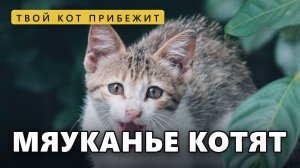 ЗВУКИ КОТЯТ ваш кот прибежит к экрану | мяуканье кошек, 17 котов подряд