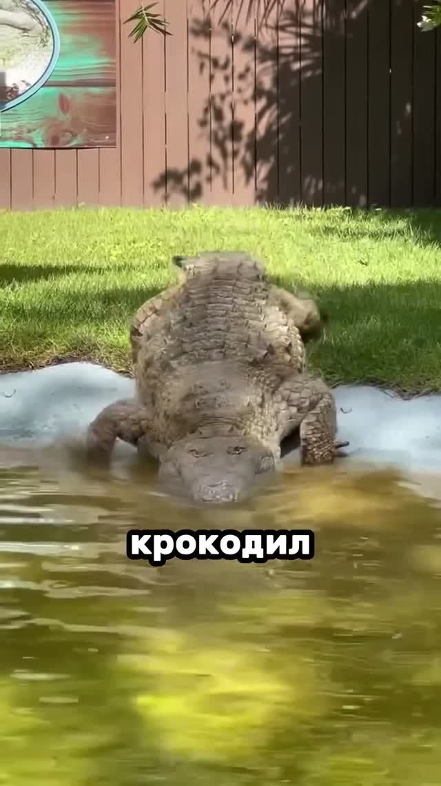 #трисамыхопасныхкрокодила #живаяприрода #будьосторожен #реакция #rutube