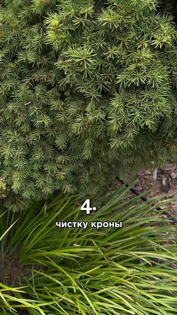 Худшее, что вы можете сделать для своего сада в августе.