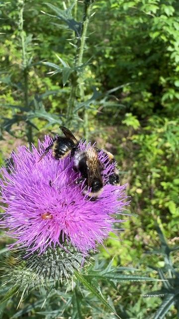 🐝 Шмели устроили настоящий пир на бодяке! 🌿