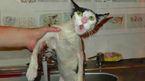 Когда у кота странная реакция на купание 😹 Новые смешные видео про котов 2024