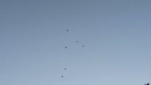 Безкружные голуби, 17 августа