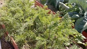 Август хорош на урожай!! Собрали смородину, уже облепиха поспела!!))
