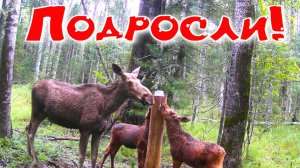 В тайге голодно, снимаю фотоловушки с солонцов. Появились медведи. Лосята целы, приходят регулярно.