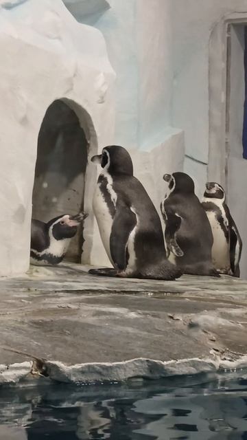 Оренбургский океанариум пингвины красивые памятники 😍🤗👍
