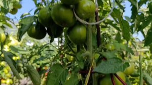 Сибирь. Томаты 🍅 Моравское чудо, Дар Божий.