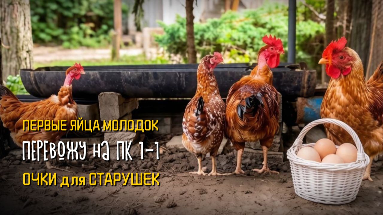 Молодки Доминант и Голошейка занеслись в 5 месяцев: мои результаты и перевод с ПК-4 на ПК-1-1🐔🥚