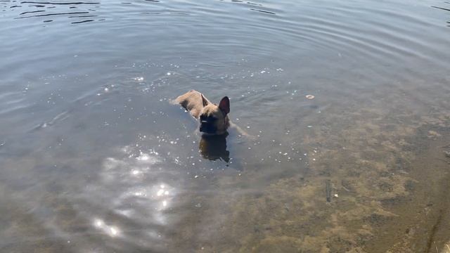 Пушистый волк принимает ванны в прохладной воде