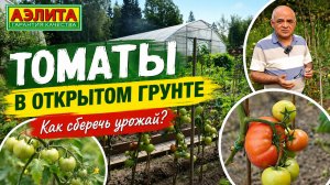 ТОМАТЫ в открытом грунте. Как сберечь урожай в августе?