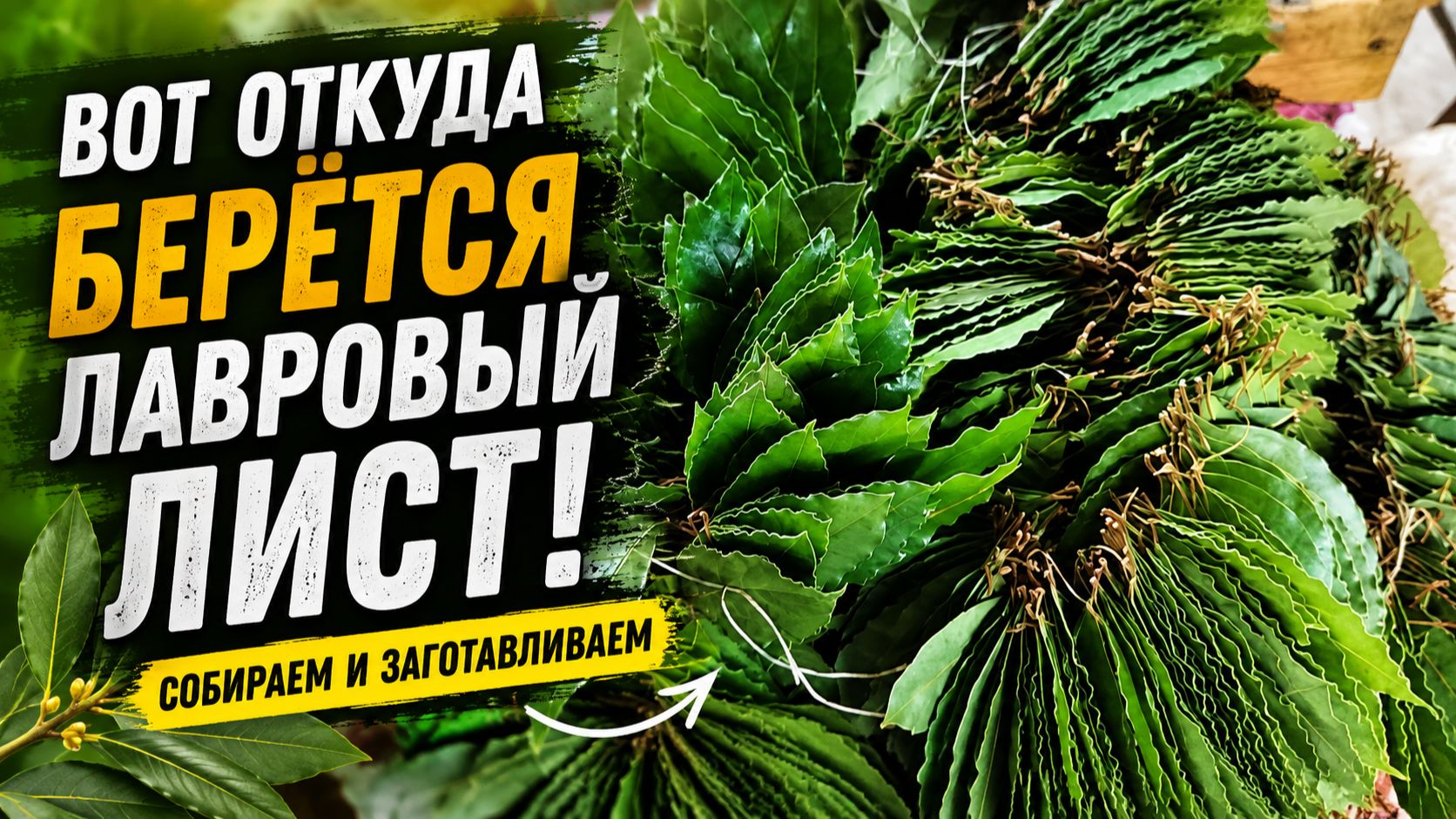 Лаврушка, которую мы добавляем в суп — как её заготавливают