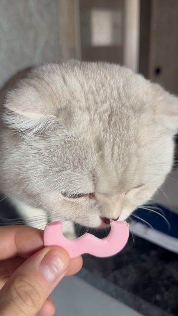 Вам нравится это, мне неприятно когда вы меня кормите тортом😀😸👍
