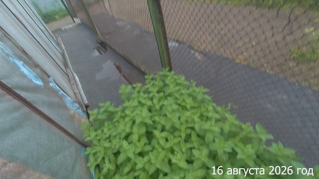 7 соток. Голуби атаковали участок. Что делать? Хроника 16 августа 2026 год