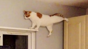 Кошки используют мозг на 100% 😹 Смешные видео про котов 😂