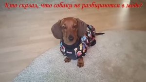 Модный показ от Таксы Алисы! Смотрим и вдохновляемся