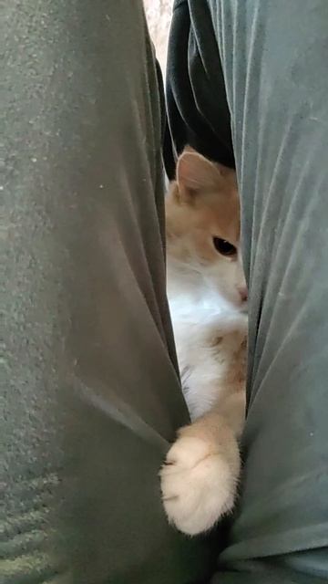 17-08-2026🐱