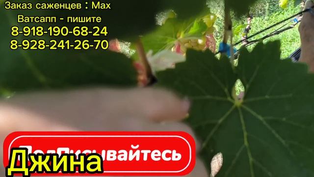 Обзор ранних сортов винограда. Часть 3.