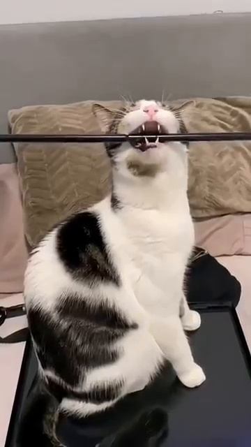 Приколюхи с  🐈котами