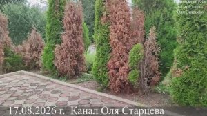 Кипарисовая радужная златка и меры борьбы. Чем планирую заменить пропавшие туи. 17.08.26 г.Пятигорск